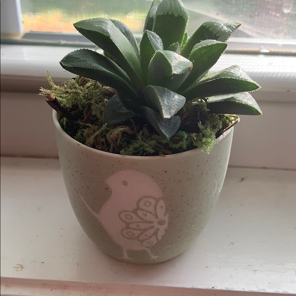 Meet your Posher, Holly - Picture 1 of 1